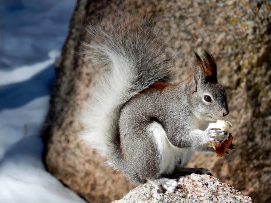Aberts Squirrel Sciurus aberti