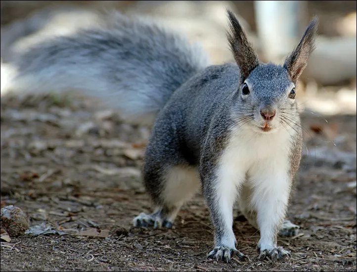 Aberts Squirrel Sciurus aberti