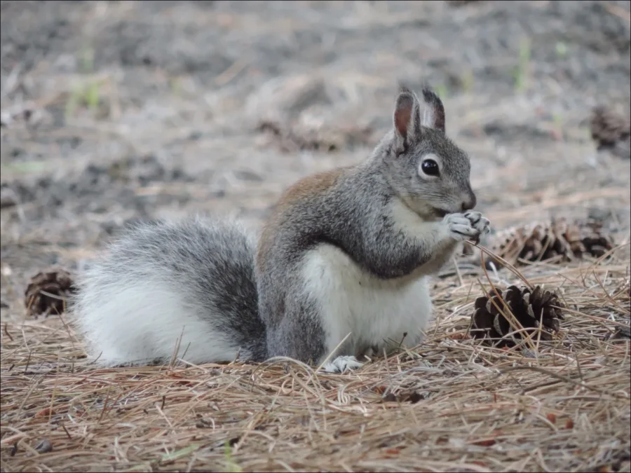 Aberts Squirrel Sciurus aberti