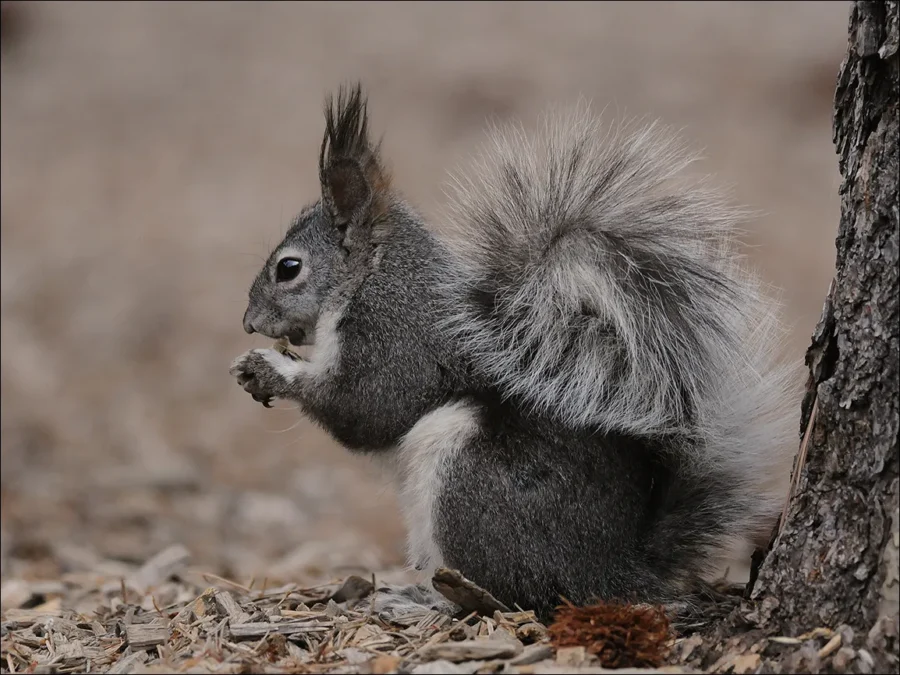 Aberts Squirrel Sciurus aberti