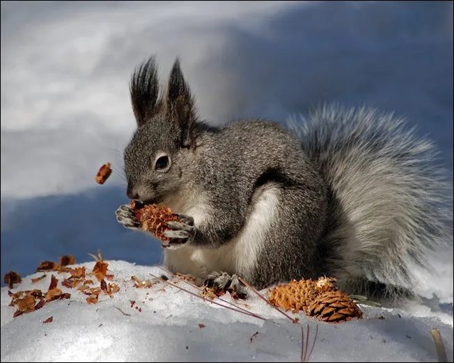 Aberts Squirrel Sciurus aberti