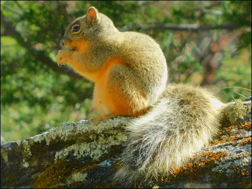 Mexican Fox Squirrel (Sciurus nayaritensis)