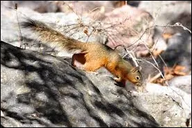 Mexican Fox Squirrel (Sciurus nayaritensis)