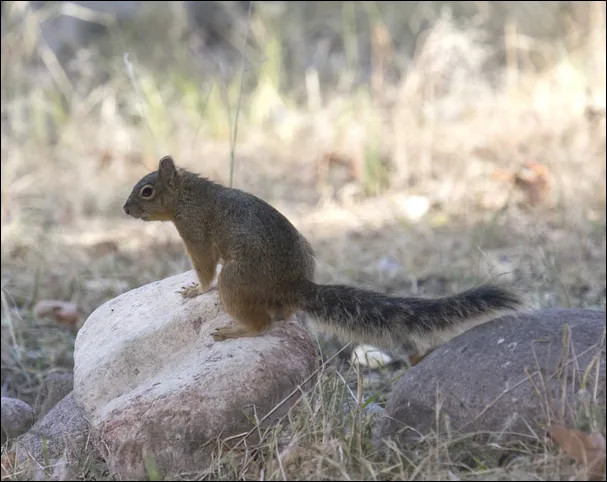 Mexican Fox Squirrel (Sciurus nayaritensis) Darker coat
