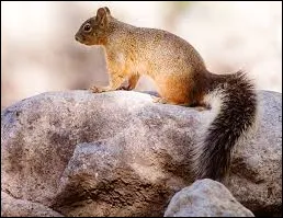 Mexican Fox Squirrel (Sciurus nayaritensis)
