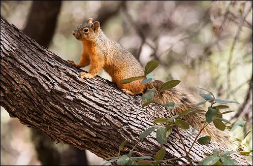 Mexican Fox Squirrel (Sciurus nayaritensis)