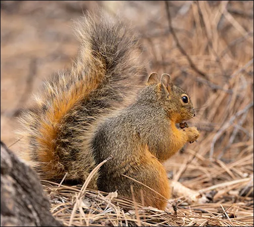 Mexican Fox Squirrel (Sciurus nayaritensis)