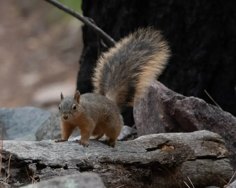 Mexican Fox Squirrel (Sciurus nayaritensis)
