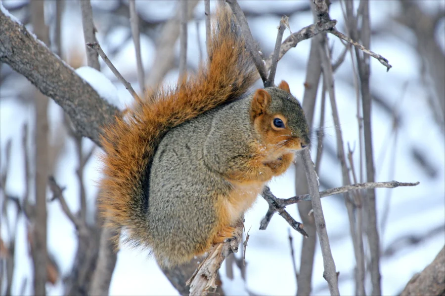 Fox Squirrel Sciurus niger