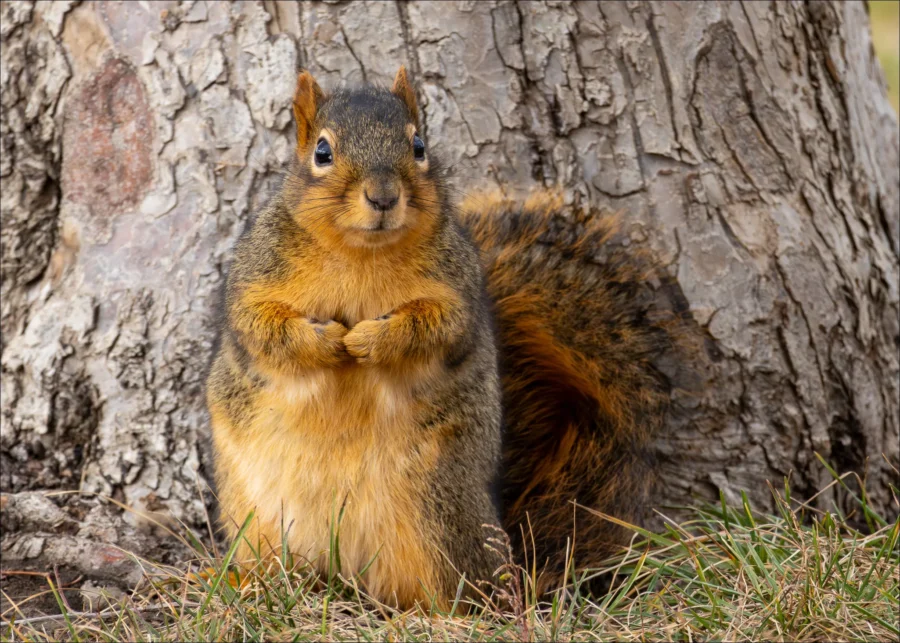 Fox Squirrel Sciurus niger