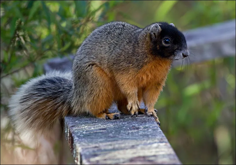 Fox Squirrel Sciurus niger with a dark face