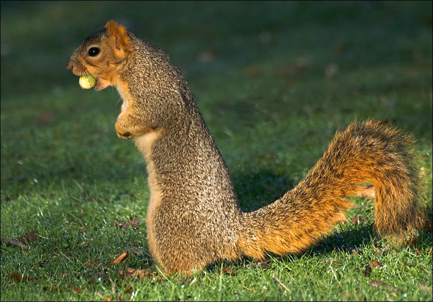 Fox Squirrel Sciurus niger with food in their mouth feeding