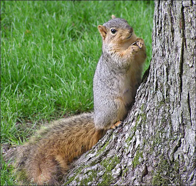 Fox Squirrel Sciurus niger