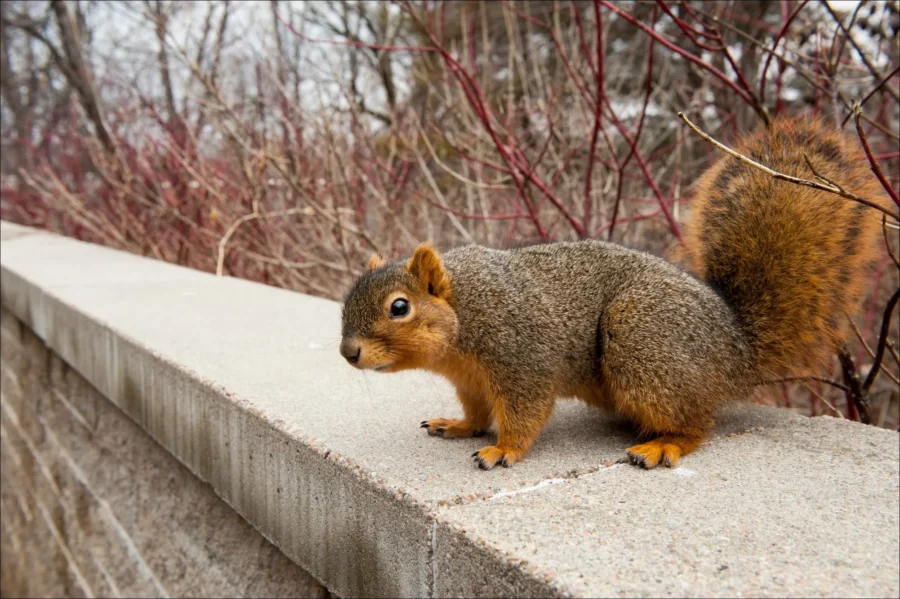 Fox Squirrel Sciurus niger