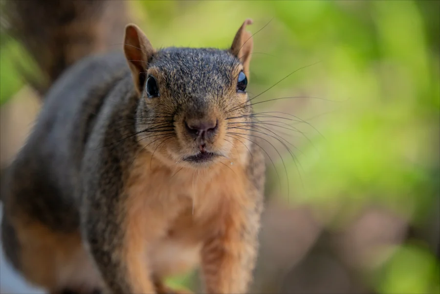 Fox Squirrel Sciurus niger