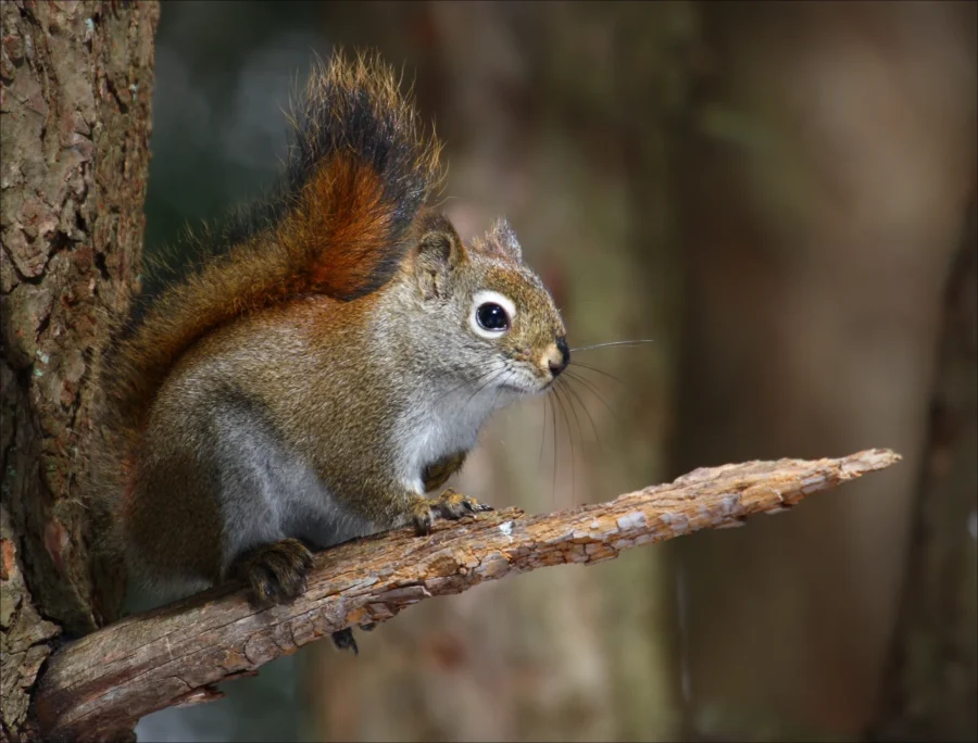 Fox Squirrel Tamiasciurus Hudsonicus