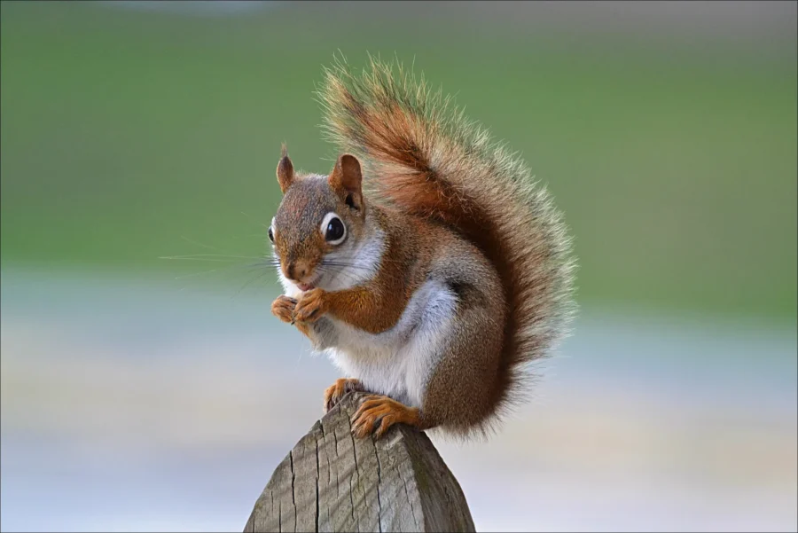 Fox Squirrel Tamiasciurus Hudsonicus