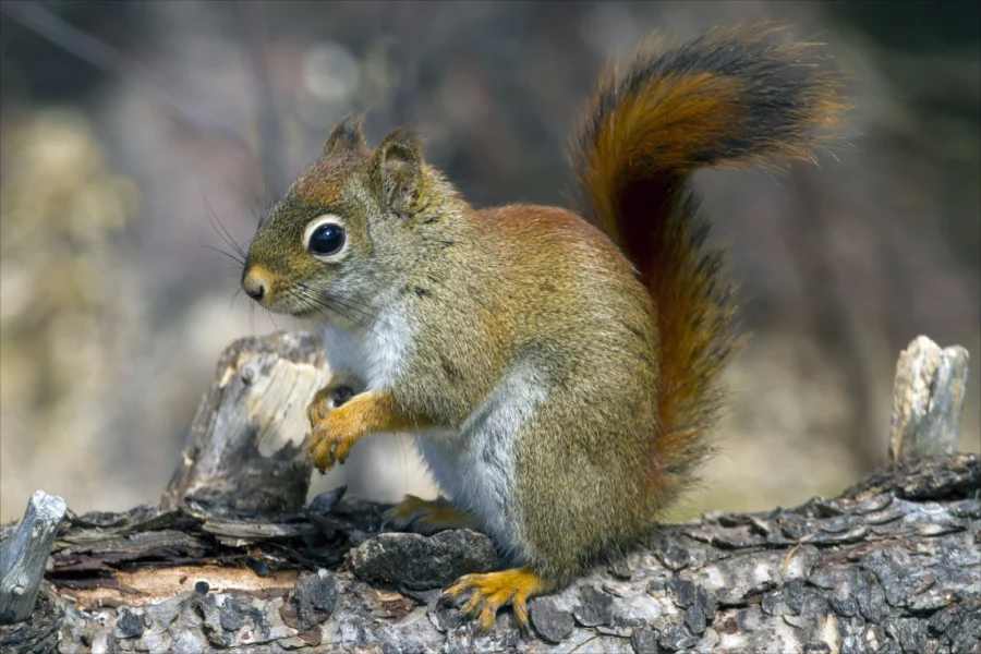 Fox Squirrel Tamiasciurus Hudsonicus