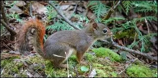 Fox Squirrel Tamiasciurus Hudsonicus