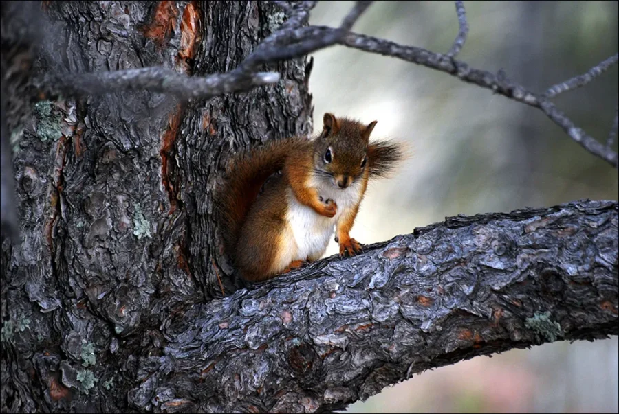 Fox Squirrel Tamiasciurus Hudsonicus