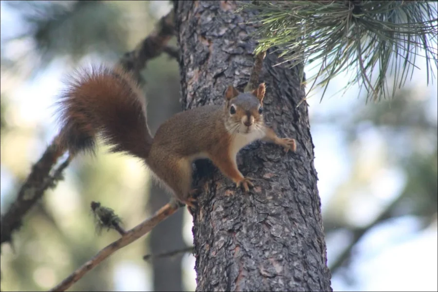 Fox Squirrel Tamiasciurus Hudsonicus