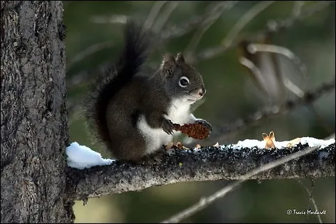 Fox Squirrel Tamiasciurus Hudsonicus in black coat during winter