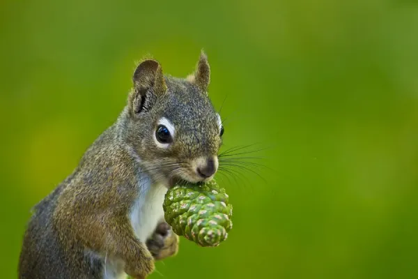 Fox Squirrel Tamiasciurus Hudsonicus