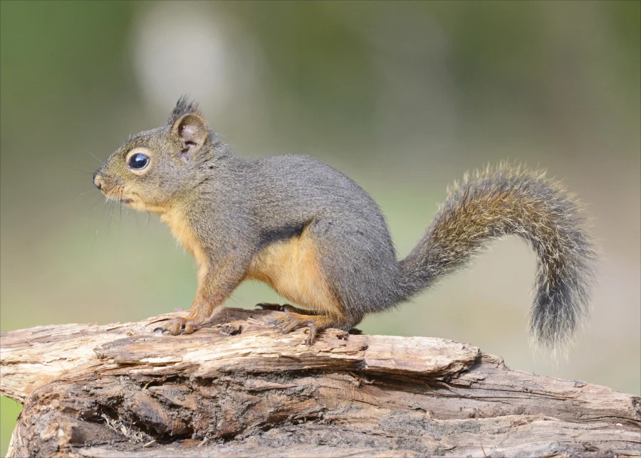 Douglas Squirrel Tamiasciurus douglasii