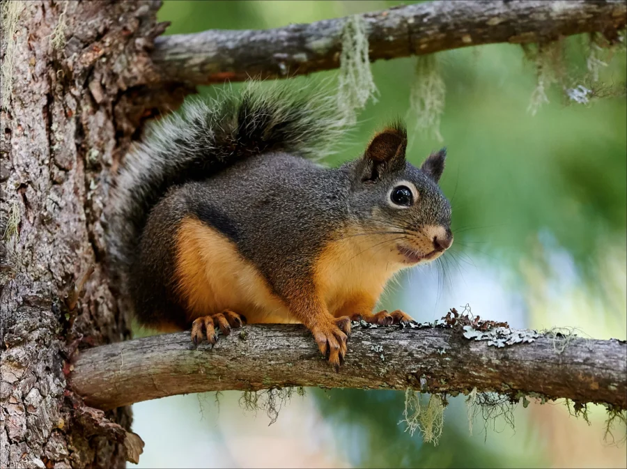 Douglas Squirrel Tamiasciurus douglasii