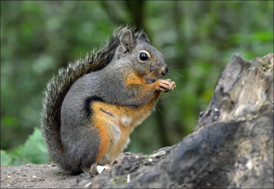 Douglas Squirrel Tamiasciurus douglasii