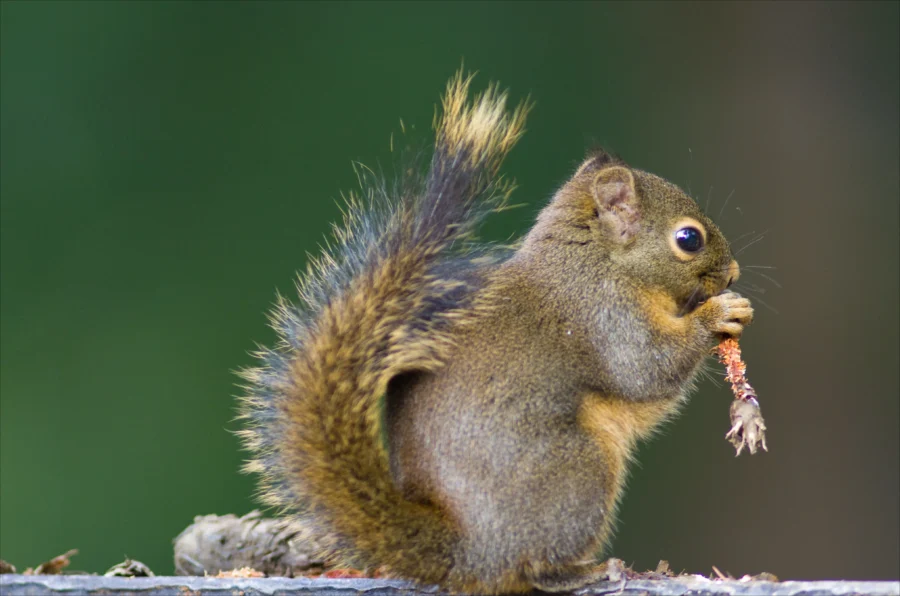 Douglas Squirrel Tamiasciurus douglasii