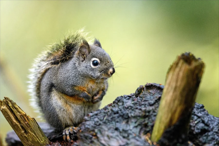 Douglas Squirrel Tamiasciurus douglasii