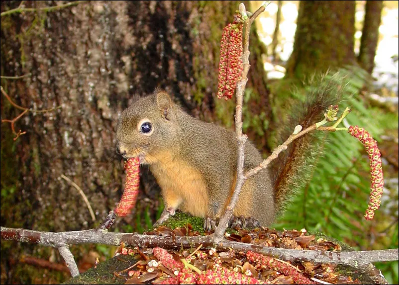 Douglas Squirrel Tamiasciurus douglasii