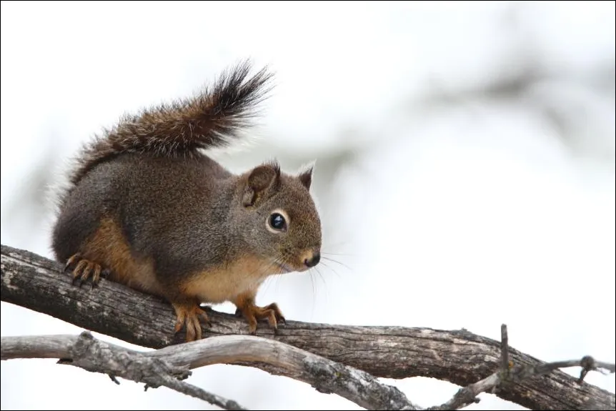 Douglas Squirrel Tamiasciurus douglasii