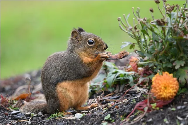 Douglas Squirrel Tamiasciurus douglasii