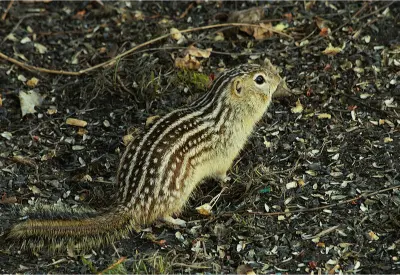 Thirteen-lined Ground Squirrel (Ictidomys tridecemlineatus)