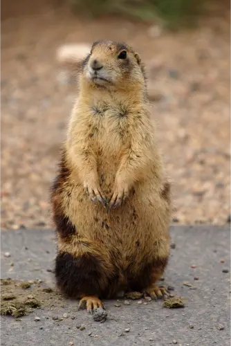Utah Prairie Dog (Cynomys parvidens)