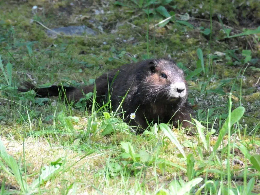 Vancouver Island Marmot (Marmota vancouverensis)