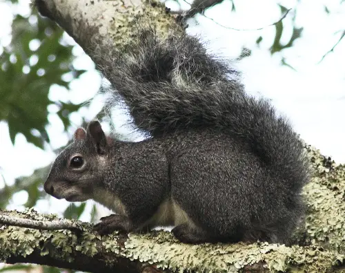 Western Gray Squirrel (Sciurus griseus)