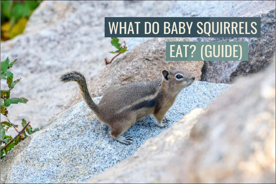 What Do Baby Squirrels Eat (Complete Guide)