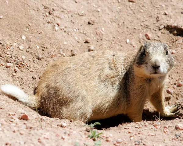 White-tailed Prairie Dog (Cynomys leucurus)