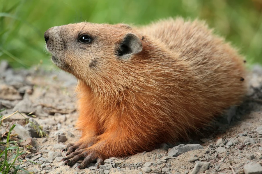 Woodchuck Groundhog (Marmota monax)