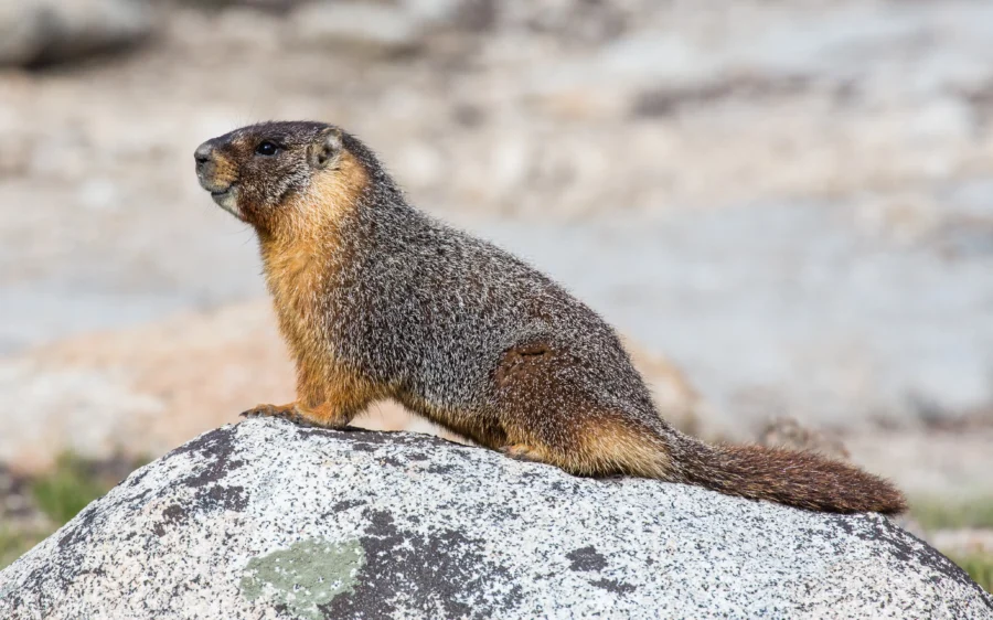 Yellow-bellied Marmot (Marmota flaviventris)