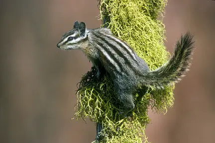 Yellow-pine Chipmunk (Neotamias amoenus)