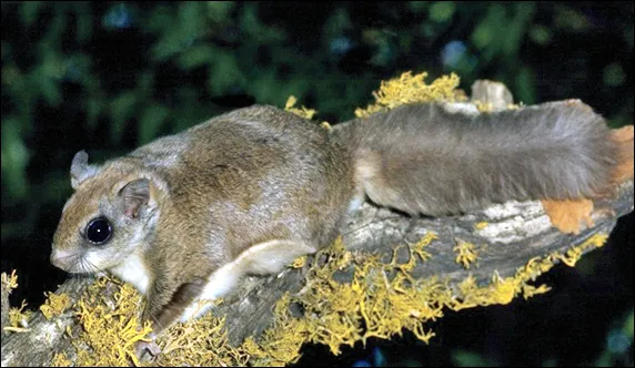 Northern Flying Squirrel