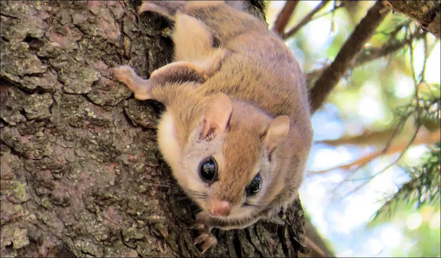 Northern Flying Squirrel