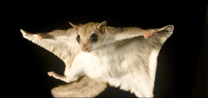 Northern Flying Squirrel