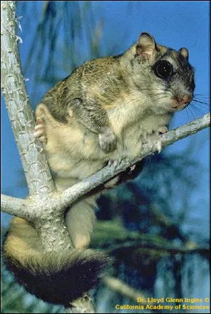 Northern Flying Squirrel