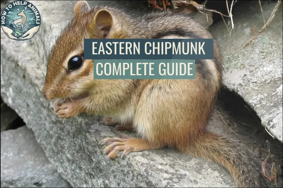 Eastern Chipmunk Complete Guide