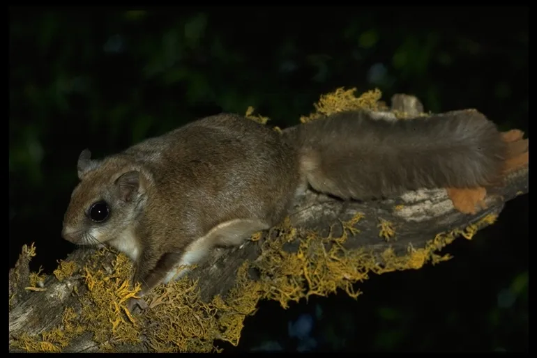 Humboldt’s Flying Squirrel (Glaucomys oregonensis) 2